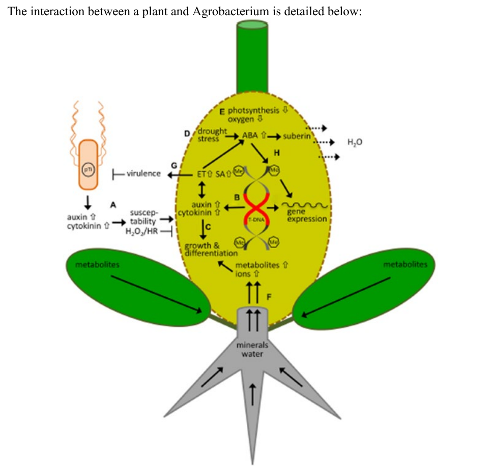 Uncropped source page 30 for question 32.c; requires human review and cropping