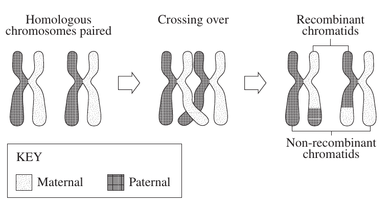 Uncropped source page 24 for question 28.a; requires human review and cropping