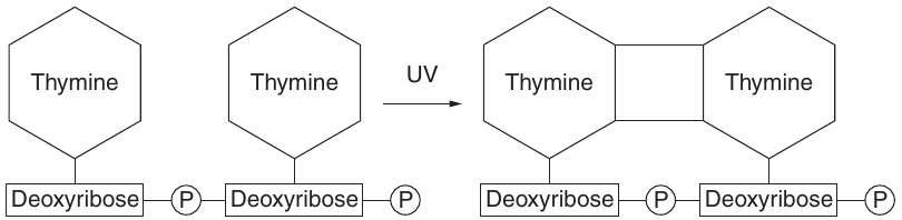 Uncropped source page 8 for question 15; requires human review and cropping