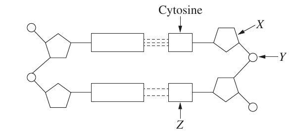 Uncropped source page 7 for question 12; requires human review and cropping