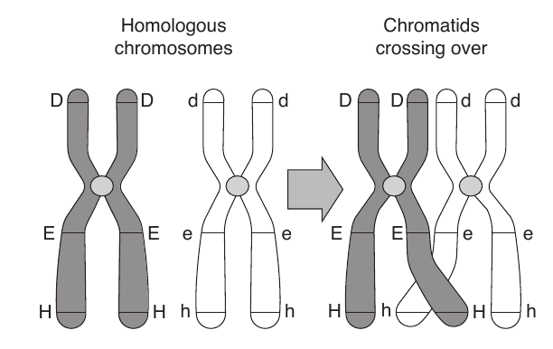 Uncropped source page 34 for question 33.a; requires human review and cropping